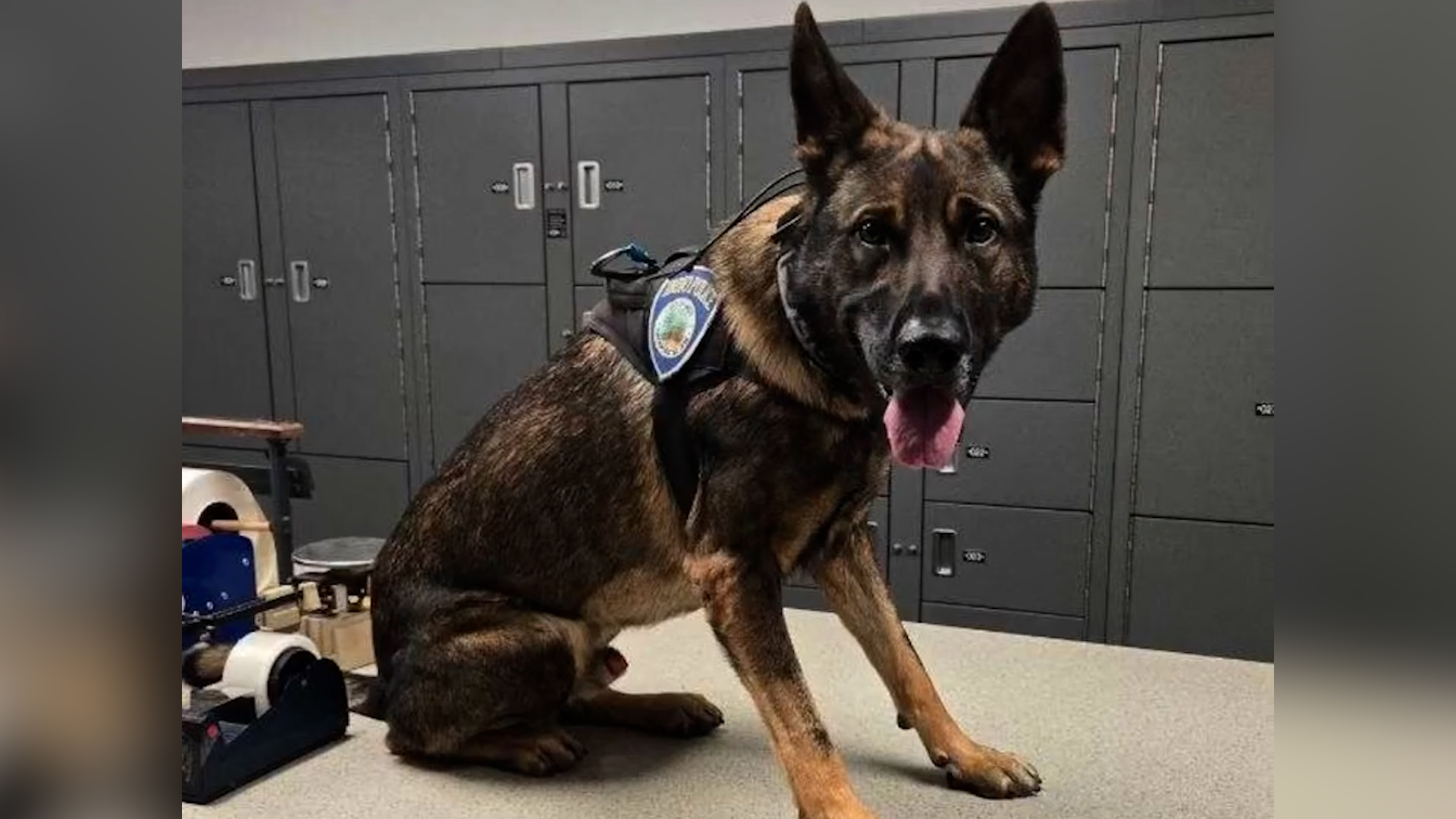 Muere Hoki, perro policía de Indio, según anuncia el departamento