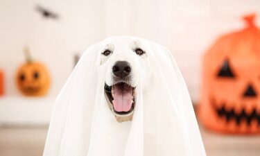 The ultimate guide to Halloween dog safety: Treats