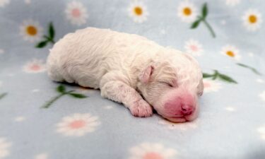 The six puppies don't have names yet.