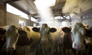 Shamonda is most commonly reported in cattle