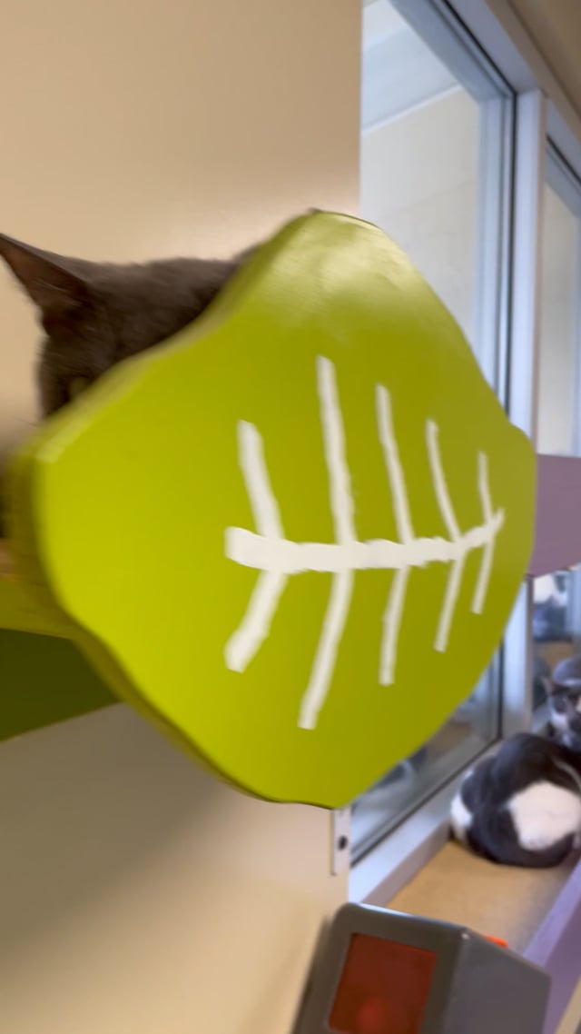 vimeo placeholder image